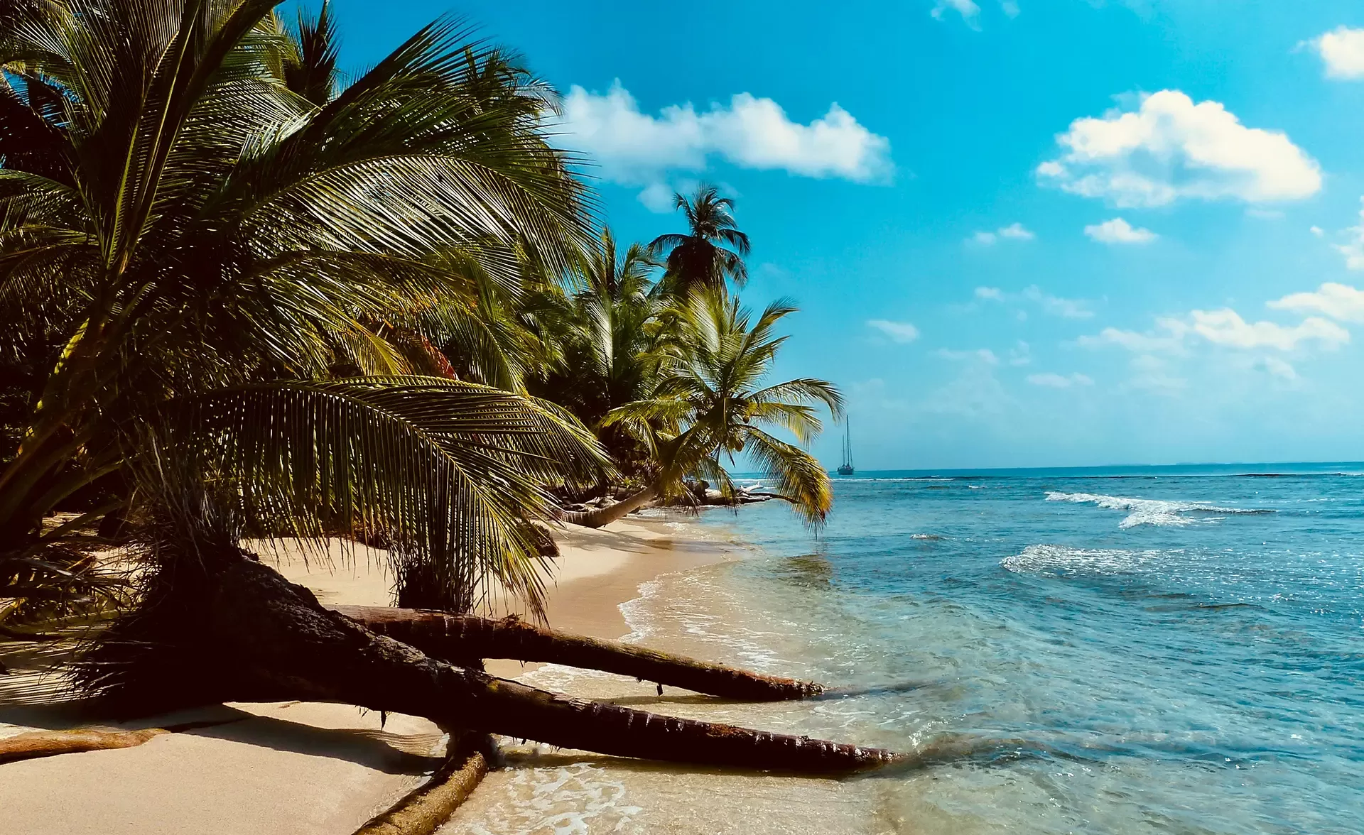 A tropical beach scene with clear blue skies and a few fluffy clouds. Palm trees with lush green leaves lean over the sandy shoreline, while gentle waves lap at the shore of a turquoise sea.