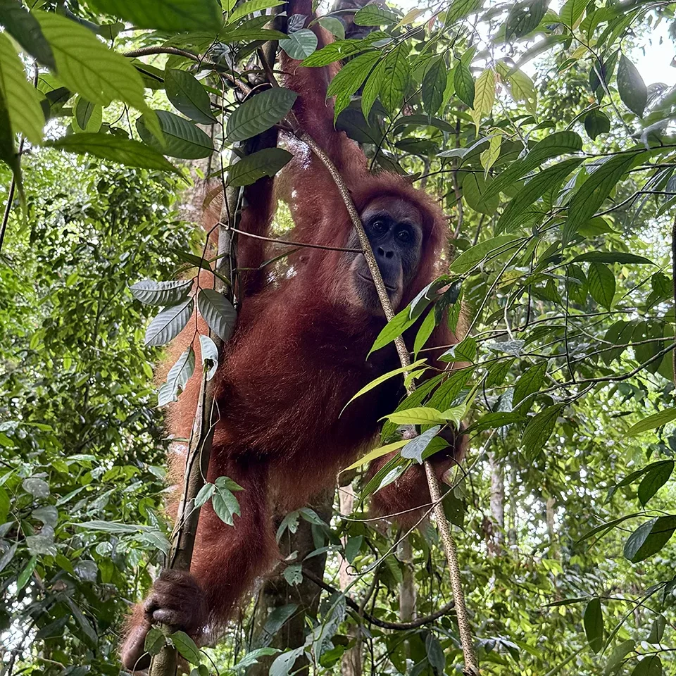 An orangutan with reddish-brown fur hangs from tree branches in a dense, green forest, surrounded by leaves and foliage.