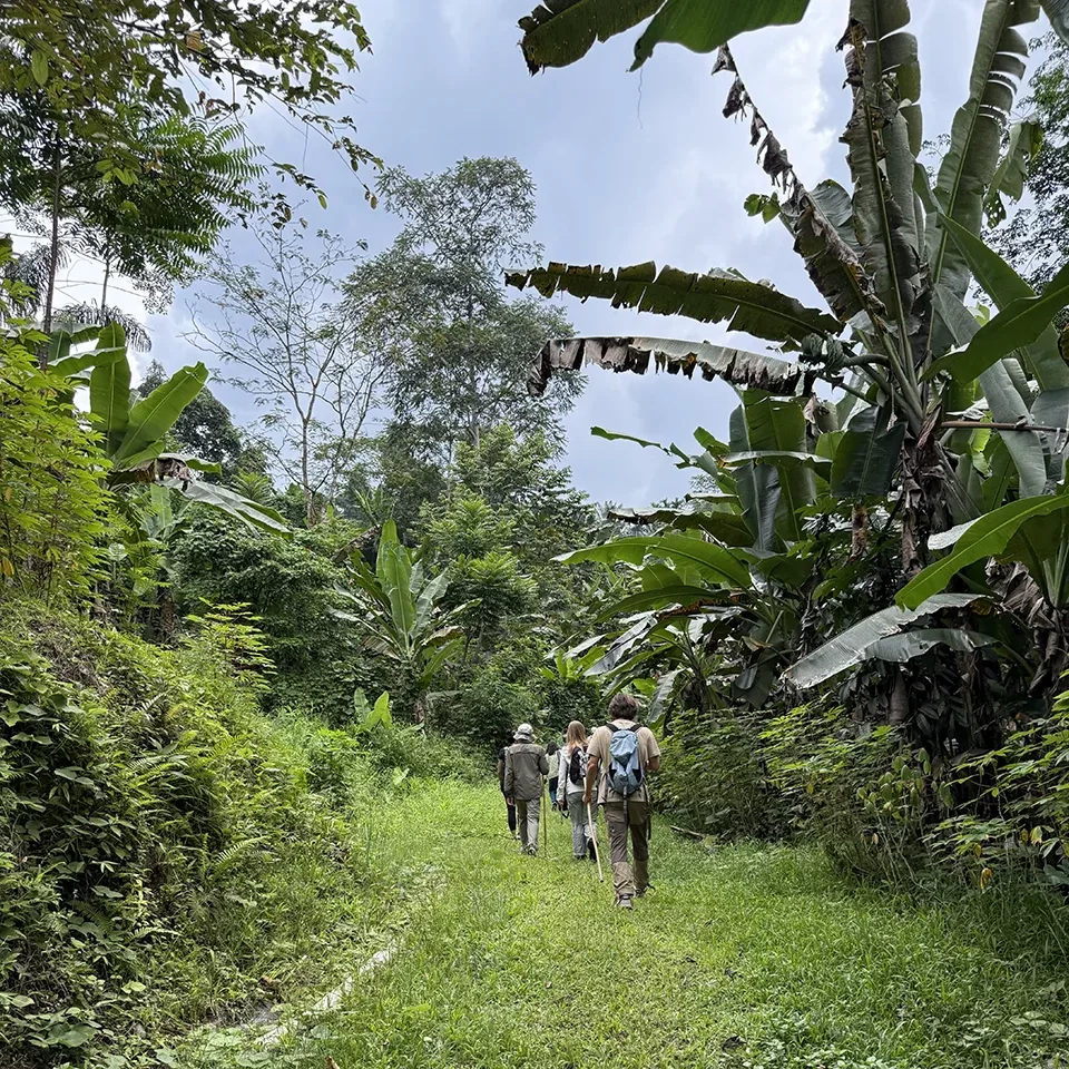 Four people walk along a lush, green jungle path surrounded by tall trees and large-leaved plants under a cloudy sky.
