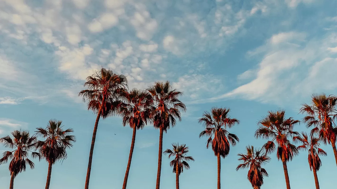 Tall palm trees silhouetted against a blue sky with scattered clouds, creating a tropical and serene atmosphere.