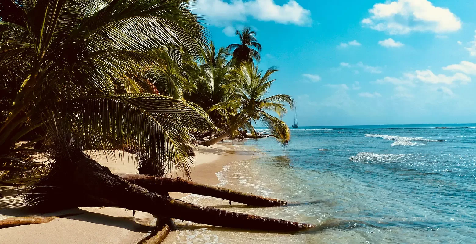 A tropical beach scene with clear blue skies and a few fluffy clouds. Palm trees with lush green leaves lean over the sandy shoreline, while gentle waves lap at the shore of a turquoise sea.