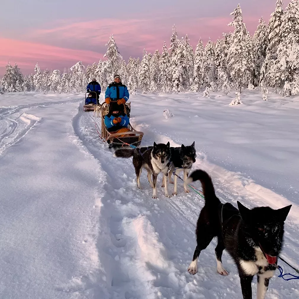 A group of people ride dog sleds pulled by huskies through a snowy landscape, surrounded by snow-covered trees under a pink and purple sunset sky.
