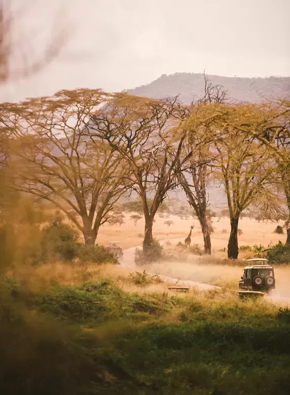 Four by four cars driving through safari surrounded by trees and giraffes in Tanzania | Quintessentially Weddings