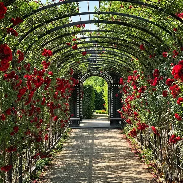 A picturesque garden walkway with a tunnel of black lattice arches adorned with vibrant red roses on both sides. Sunlight filters through the arch, casting patterned shadows on the path, leading to a distant greenery.