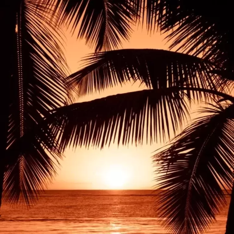 Palm trees through sunset over sea