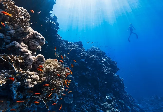 Diver swimming under water amongst fish and coral in NEOM