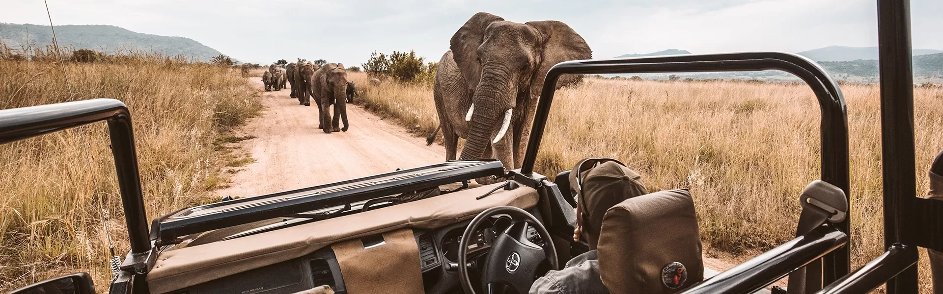 Vintage defender driving through a field full of elephants