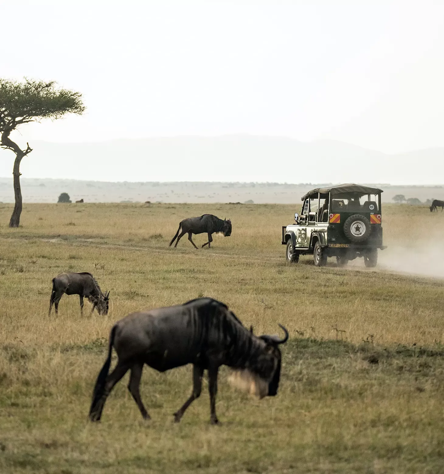Vintage defender driving through a field full of wildebeests