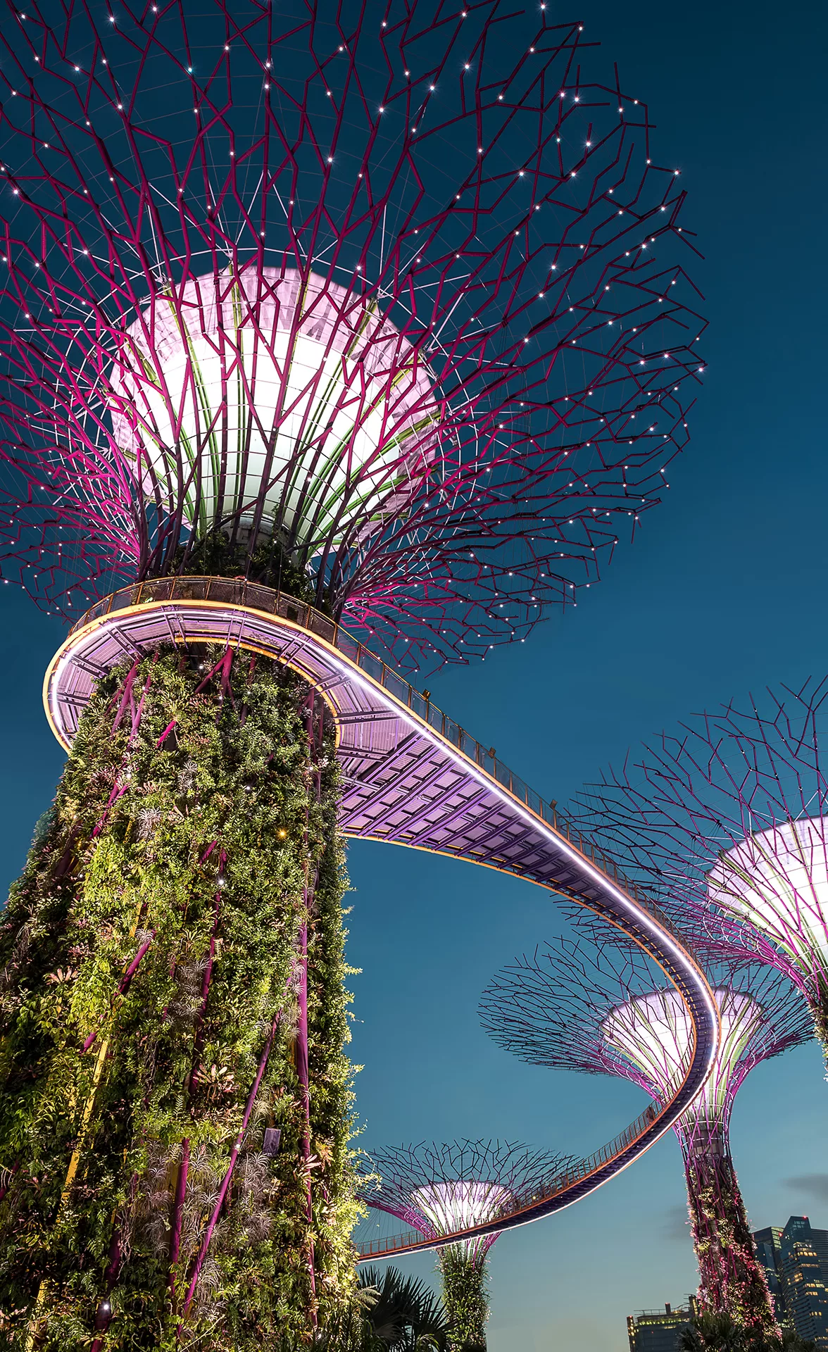 Lit-up Supertree structures with vertical gardens and a skywalk at Gardens by the Bay in Singapore, glowing against the evening sky.