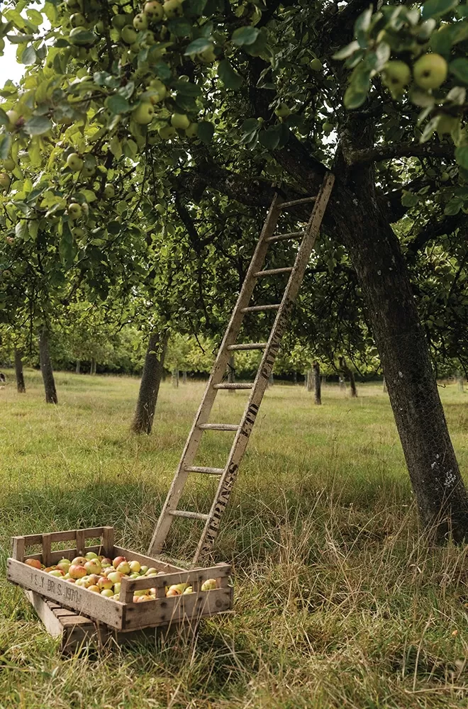 Box of apples at the bottom of a ladder leaning on an apple tree