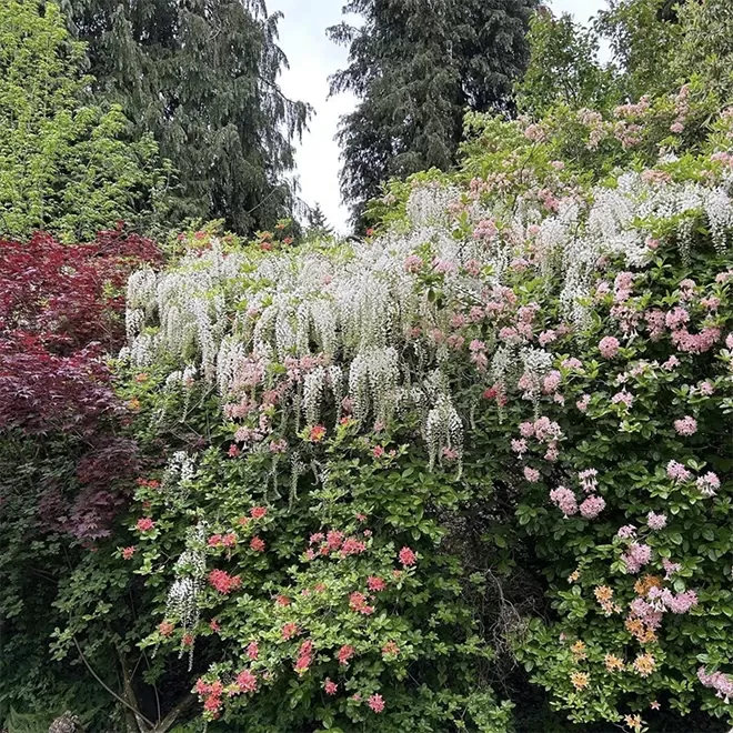 Tall bushes of flowers at Ramster Garden, Chiddingfold