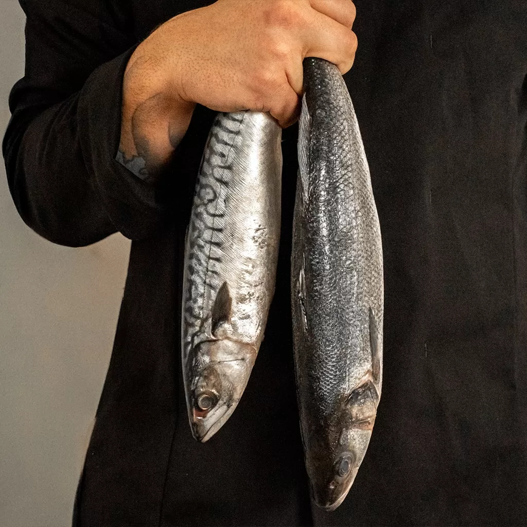 A person wearing a black sleeve holds two whole fresh fish by their tails, one in each hand. The fish are silvery and have visible scales and fins.