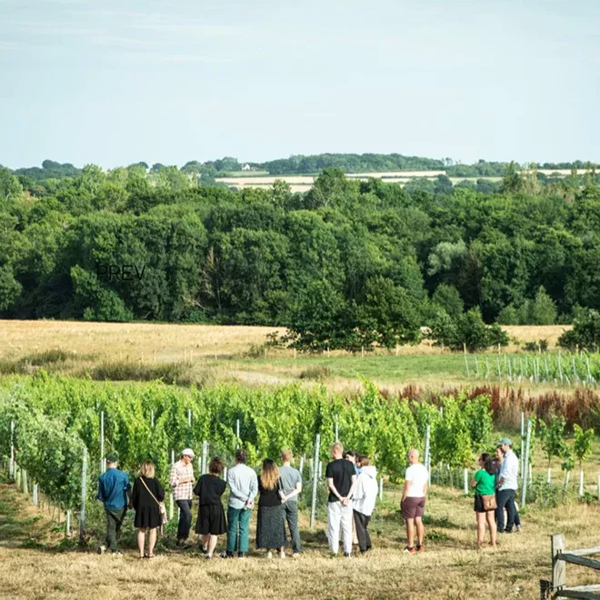 A group of people stand in a vineyard surrounded by lush green vines and trees under a clear blue sky. Fields and woods stretch into the distance, creating a picturesque rural scene at Tillingham Rye.