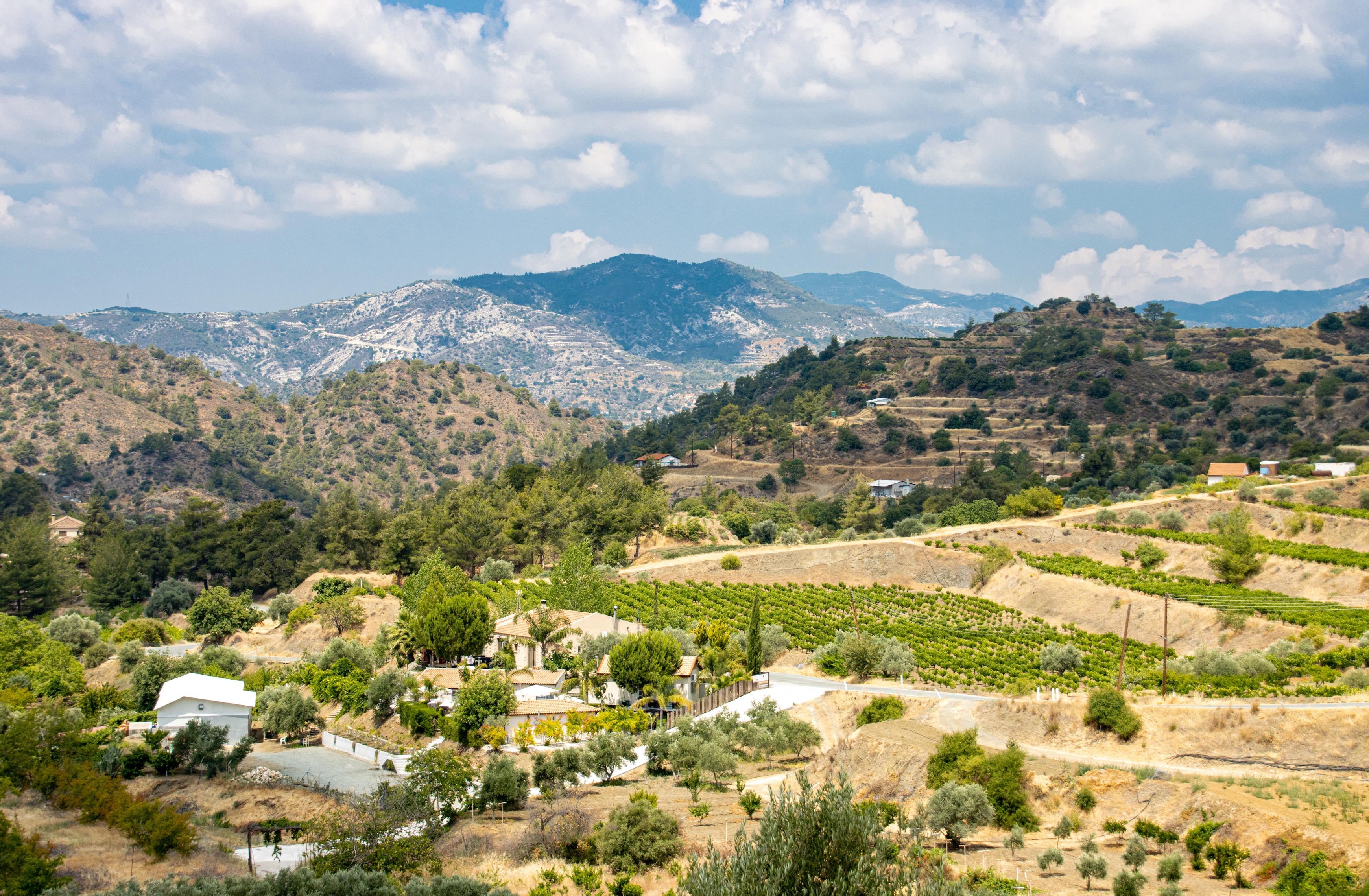Overlooking mountainous and green heels view of Vineyards in the Troodos Mountains.