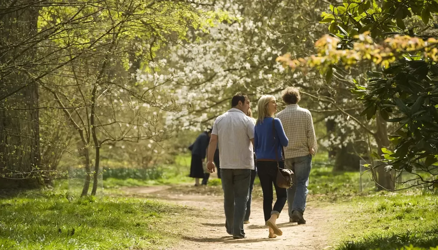 People walking through woodlands park under blossoming trees at Winkworth Arboretum, Godalming