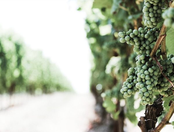 An introduction to natural wines