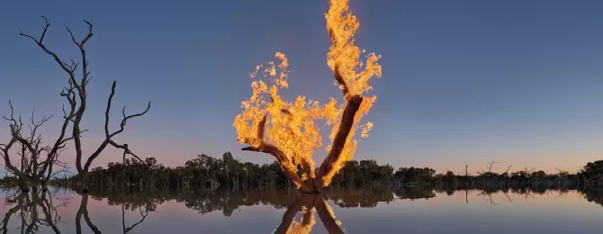 Tree on fire in a lake by photographer, Murray Fredericks