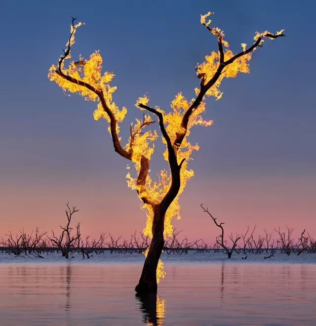 Tree on fire in a lake by photographer, Murray Fredericks