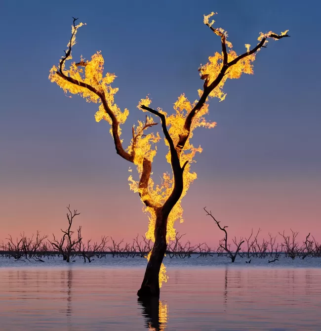 Tree on fire in a lake by photographer, Murray Fredericks