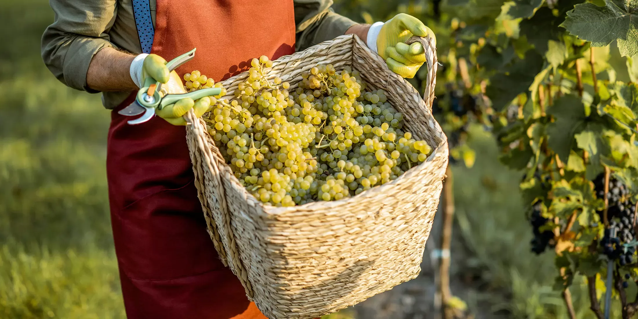 A person wearing gloves and a red apron holds a large basket filled with freshly harvested green grapes in a vineyard, with grapevines visible in the background.