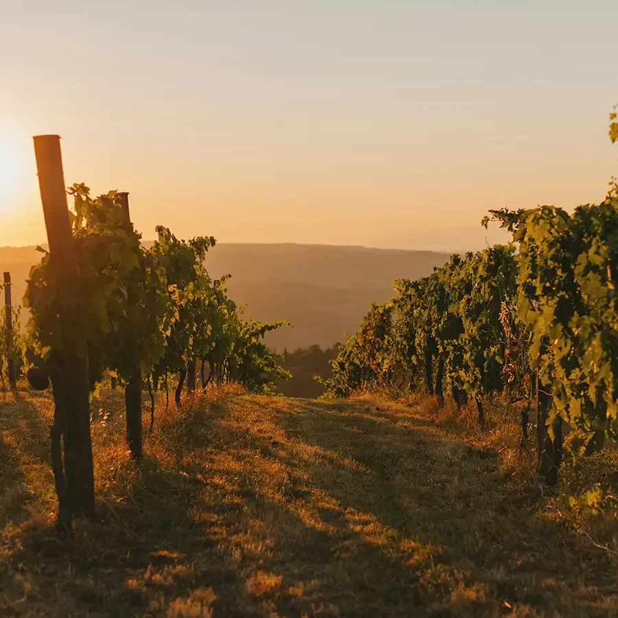 A vineyard at sunset, with rows of grapevines on either side of a grassy path. The warm golden sunlight casts long shadows and illuminates the leaves, creating a serene and peaceful atmosphere.