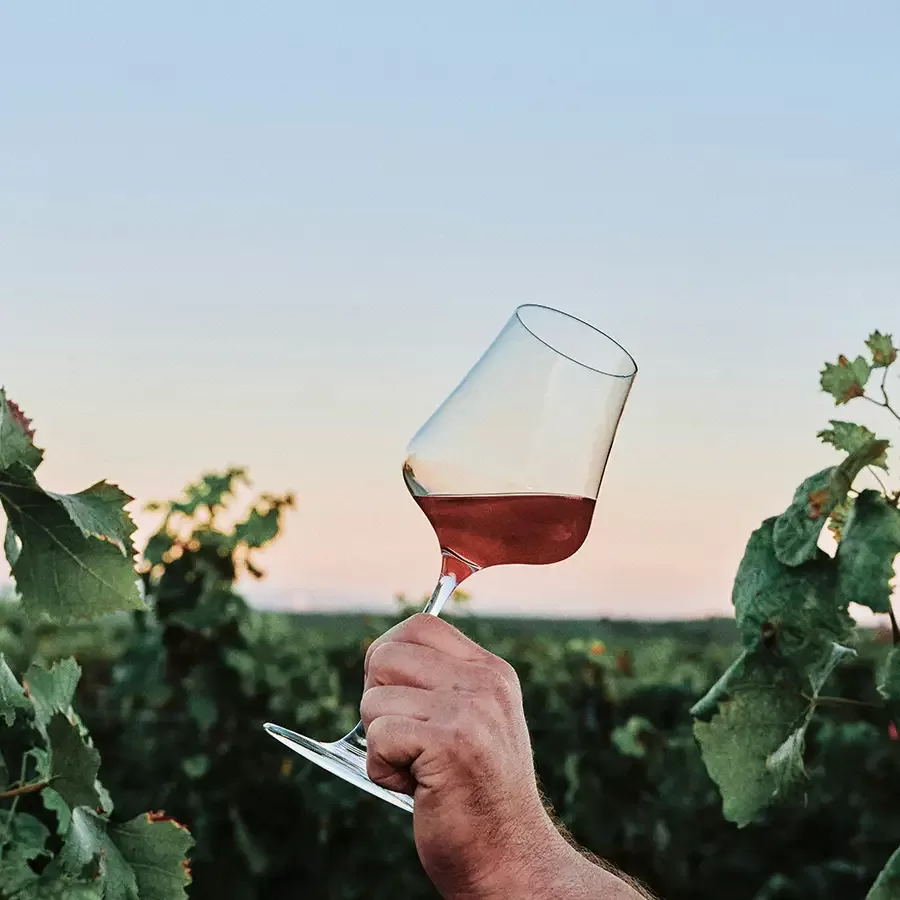 A hand holding a glass of rosé wine tilted at an angle, surrounded by green grapevines, with a clear blue sky and distant horizon in the background.