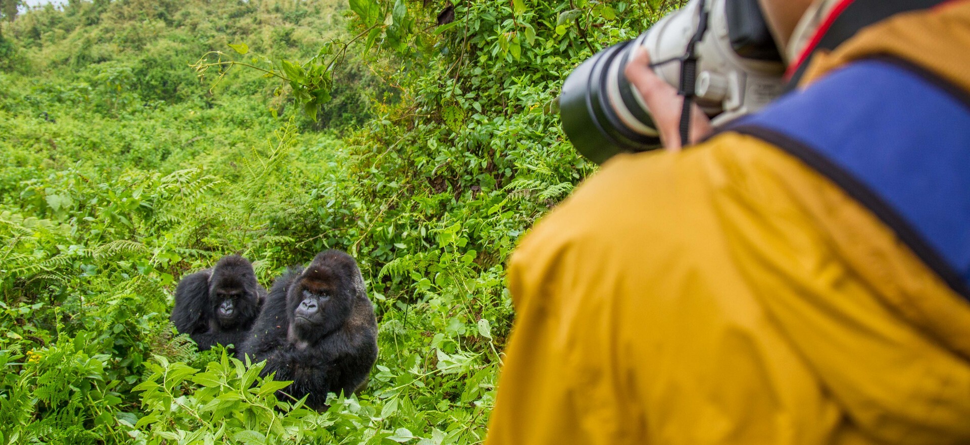 Learn Photographer Gorillas Wild Volcanoes National Park