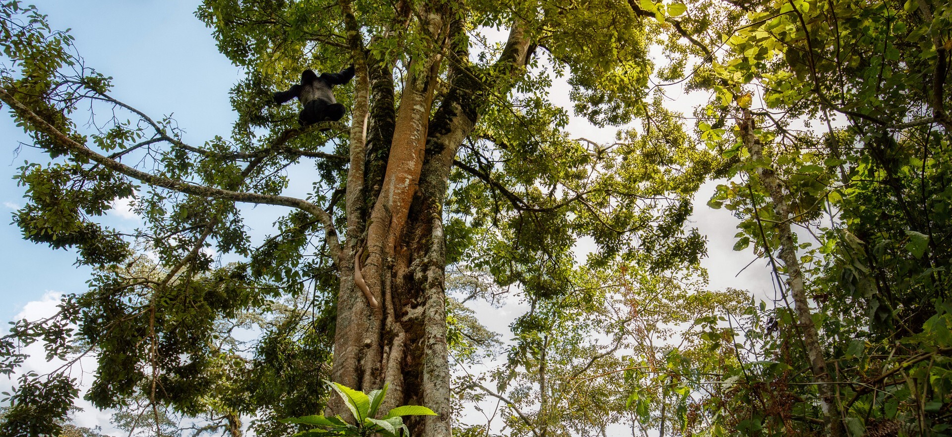 Listen Jungle Sounds Rainforest Sun Gorilla Rwanda