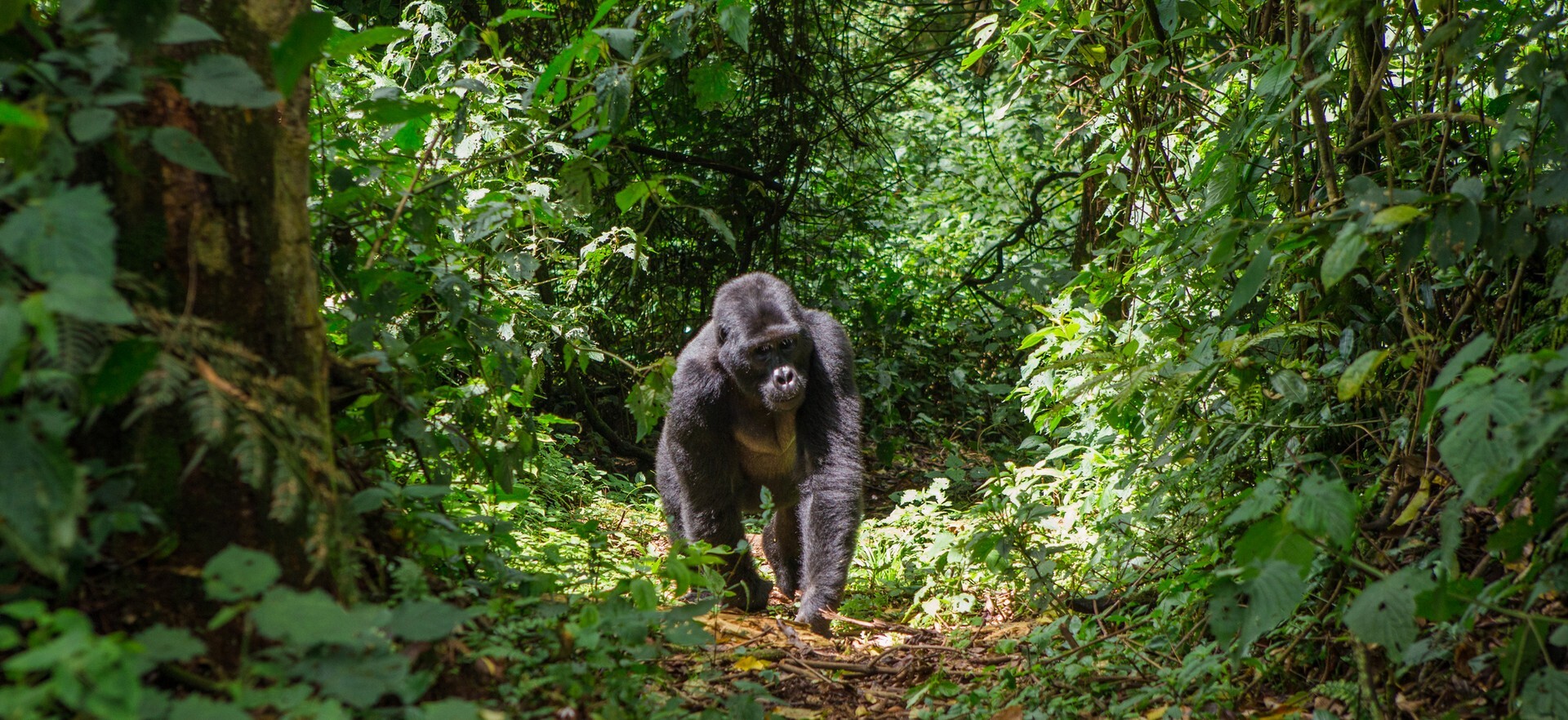 Watch Gorilla Walking through the Forest Mountians Rwanda