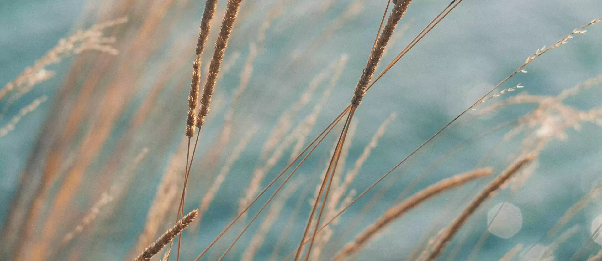 Close of wheat